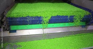 Industrial production of peas in food processing plant. Transport peas grain on a conveyor for processing in food factory