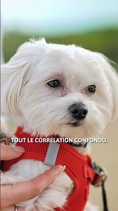 5 Dog Breeds That Don't Smell 👃🏻🐶 #DogsThatDontSmell #SHORTS
