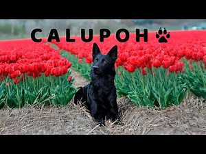 The Mexican Wolf-Dog: A Symbol of Strength, Loyalty, and Ancestral Connection