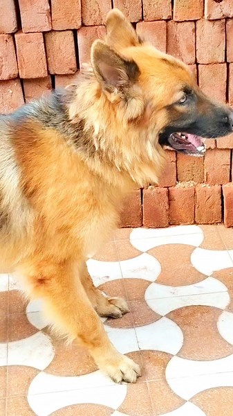 Barking dog sound dog barking video #shorts #dog #dogvideos