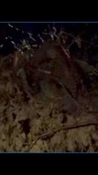 Huge tree uprooted in Getzville during severe weather