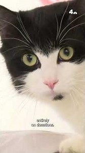 Donations save Charles County's only no-kill animal shelter | NBC4 Washington