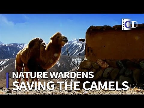 Saving the Bactrian Camels「Nature Wardens」 | China Documentary