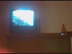 Copper Fights the Bear and Tod Fights the Bear