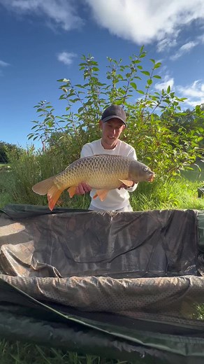 Commoncarp.. beautiful… #carp#carpfishinguk#carpfishinglife#fishingtiktoks#rig#bait#commoncarpuk#commoncarpfishing#fy#fypシ#fyp#fyppage#fypシ゚viral