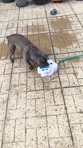 Frenchies on Instagram: "Loves his new toy, don’t quite understand it frenchie_hugo__ 💦🩵💦 #Dogwalk #frenchie #frenchbulldog #frenchbulldogs #frenchbulldogsofinstagram #frenchiesofinstagram #dogsofinstagram #dogstagram #cutepuppy #internationaldogday"