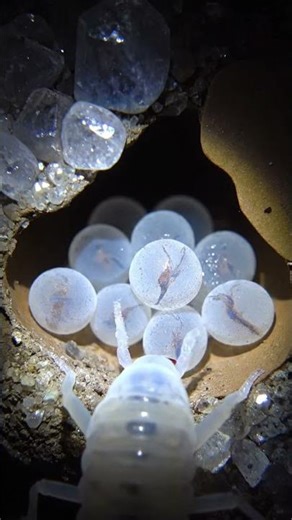 The Bug with NO Eyes & NO Antennae! 😳👽