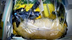 972K views · 1.4K reactions | Scientists grew a lamb in a bag... Wait what? (via Seeker) | NowThis Earth | Facebook