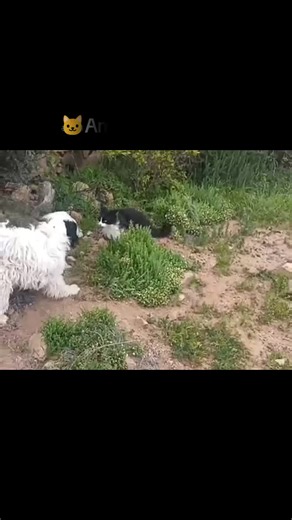 🐱🐶 Compartimos un vídeo enviado por una voluntaria nuestra. 🐶🐱 Porque la verdadera amistad no conoce colores, ni especies, ni límites. 🐱🐶 La educación y el amor de un animal hablan por si sola. Un perro y un gato pueden ser amigos y jugar. 📢 Son las acciones, no las palabras. 🐱🐶 Concienciación, respeto, empatía, protección, bienestar. 🍀 Quieres ayudarnos con 1€ mensual? Entra al enlace de nuestro perfil y registrate. 📢 Quieres ser nuestra socia o nuestro socio?....y aportar con tus ga