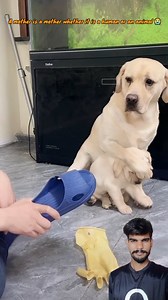 10K reactions · 898 shares | Mom is mom 梁 #funny #memes #meme #funnymemes #dog #dog #dogfunnyvideo #cat #catfunnyvideo #catlover #doglover #comedy #explore #explorepage | world eyes | Facebook