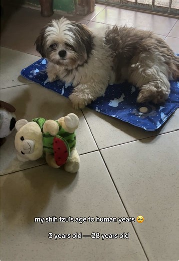 Understanding Shih Tzu Age in Human Years
