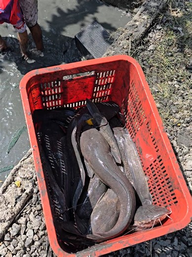 Maximizing Catfish Harvests in a Small Pond