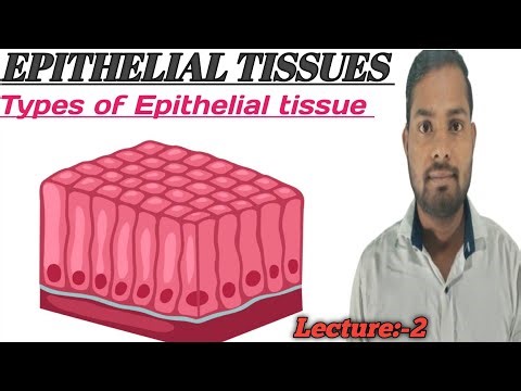 Epithelial tissue and Types of Epithelial tissue and its Functions #bio #biology #study #knowledge