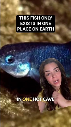 The elusive devil's hole pup fish.