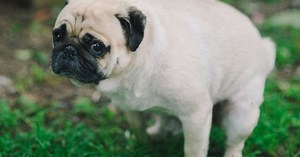 What you can do if a dog poos in your garden