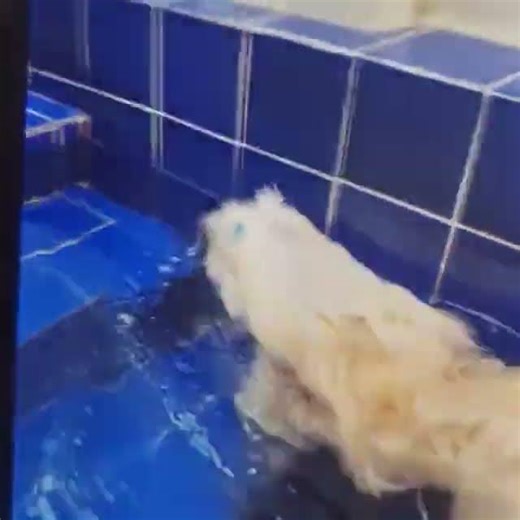 Willy era meu Lhasa Apso, gostava de nadar