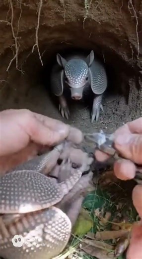 Hands Prying Netting in a Tight Forest Den