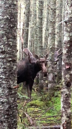 608K views · 504 reactions | What would you do if you encounter that...