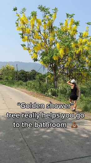 Thailand's Candy-Like Laxative Fruit: Ratchaphruek