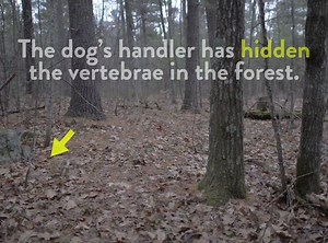 66K views · 462 reactions | How cadaver dogs find missing people....