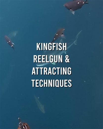 Kingfish reelgun & attracting techniques . . @debonospeargunsnz @iceyteknz @iceytek . #spearfishing #spearfishingnz #freediving #freedivingnz #apnea #pescasub #fishing #fishingnz #yellowtail #kingfish | Aquatic Rehab Spearfishing