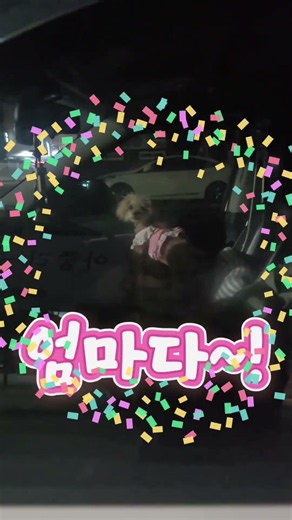체리가 엄마를 기다리는 방법! | 푸들강아지와 산책 | #toypoodle #강아지브이로그 #토이푸들 #강아지종양