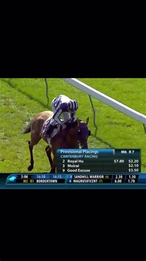 Meet the Royal Hu: A Top Equine Breed