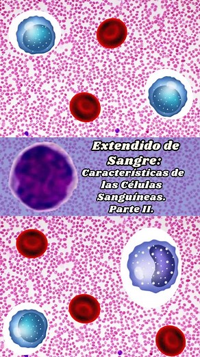 Funciones y Composición de la Sangre