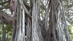 Palermo, Sicily, Italy The large Ficus Macrophylla tree growing in the city's Giardino Garibaldi is the oldest tree in Italy.