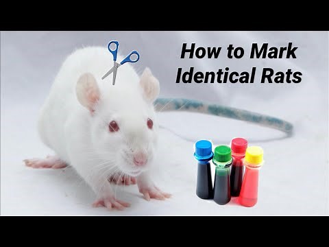 How to Mark Identical Rats to Easily Tell them Apart