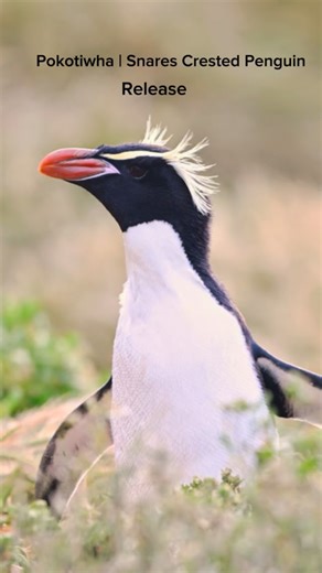 On Thursday we released this Pokotiwha, Snares Crested penguin (Eudyptes robustus) from our rehab back into the wild. Pokotiwha are one of 8 crested penguin species, and one of the 4 that breed within Aotearoa. They have the most restricted breeding distribution of all the crested penguins as they only reproduce on Tini Heke, the Snares Islands group. Pokotiwha are phenomenal divers, chasing fish, krill and squid at depths between 15 to 80 metres, only coming ashore to breed and moult. This Poko