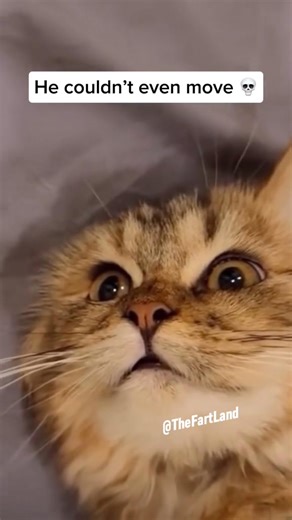 196K views · 4.3K reactions | Biggest Farts Compilation ! Insane Farts  #fart #compilation #top10 #viral | The Farts Land | Facebook