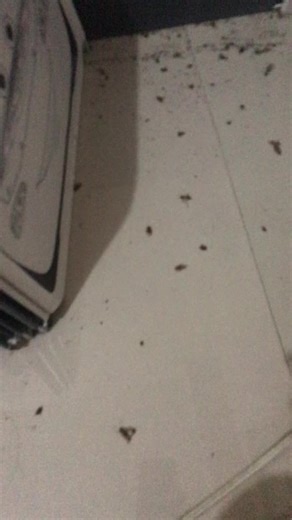 Effective Cockroach Eliminator Strategies