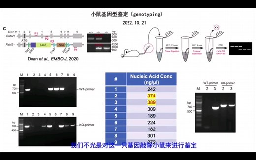 小鼠基因型鉴定(genotyping)时PCR条带弱怎么办？