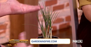 Plant these bulbs now to harvest edible herbs this Fall and next Spring