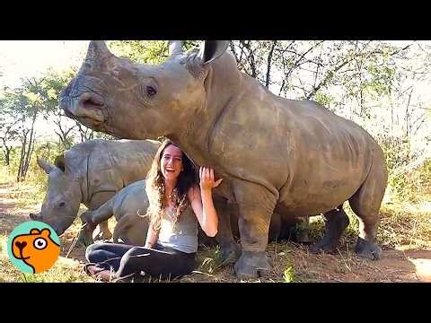 Baby Rhinos Run Up To Girl For Kisses And Belly Rubs | 3 Best Stories