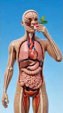 What Happens When You Eat Radish? |