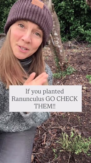 Kelly Welk on Instagram: "Those stinkers are mowing my ranunculus down!! Here's how I'm keeping them out of pf our patch so the foliage can grow back and the flower buds can grow and bloom this spring 🤩 Plus these little fences/covers are great because you can move them all around the garden where you need them in the weeks and months to come. Cheers to multipurpose reusable garden gear! Comment below I'll send you the links 👩🏼‍🌾 #gardentip #ranunculusflower #cottagegarden #flowergarden #spr