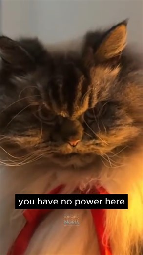 The courtesy of your hall is somewhat lessened of late Théoden, King. 🔥🎃 #Halloween #lotrmemes #Hobbiton #MiddleEarth #tolkien #cats | The Memes Of Moria