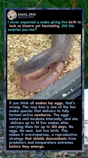 This Snake Doesn't Lay Eggs! 🐍 #Nature #Wildlife #Science