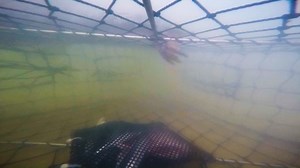 13K views · 92 reactions | Check out this croc sticking its snoot...