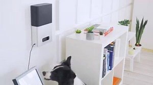 3.3K views · 17 reactions | An interactive pet cam that lets you treat and train your pet from anywhere. Get a $50 discount for a pre-order today! | Petcube | Facebook