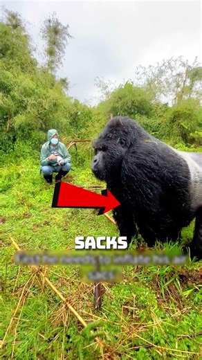 Wait For The Sound... 🦍