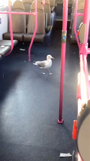Gulls Community on Instagram: "The case when you are caught in the act, of course you don’t have a ticket, it’s the final stop and there’s nowhere to go. Good thing the bus driver was a kind man and let the fare dodger go. In fact, the gull just went to see if there was some food on the bus and didn’t expect to be caught unawares. I’m sure he/she does that a lot :) IG: @busdriver_simonlt Do you have a video of gulls you’d like to share? Send it via email to preserve the video quality. I check th