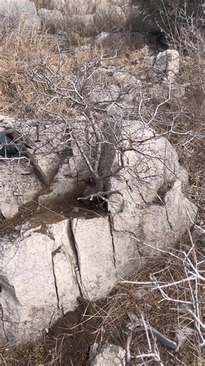 Beginner's Guide to Easy Bonsai Care