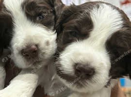 Cockapoo puppies for sale - £1,500