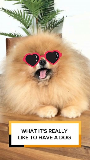 5.7K views | Ah, yes… pet dander  The gift that keeps on sneezing 蠟 #BBCleaningCo #HealthyClean #CleanHome #BusyBee #PetOwners | Busy Bee Cleaning Co. | Facebook