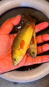 10K views · 73 reactions | Indian local river koi fish caught alive from canal | Kolkata Fishing | Facebook