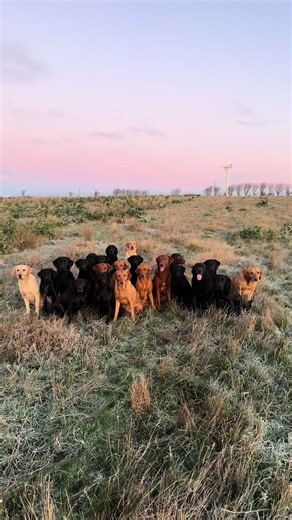 The Ultimate Guide to Labrador Retrievers