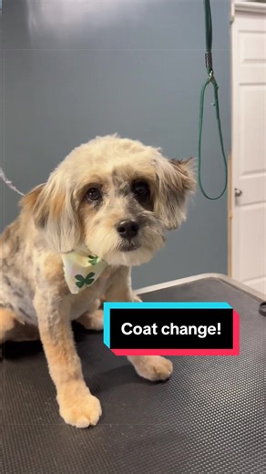 Coat Change in Puppies: A Poodle Mix Example